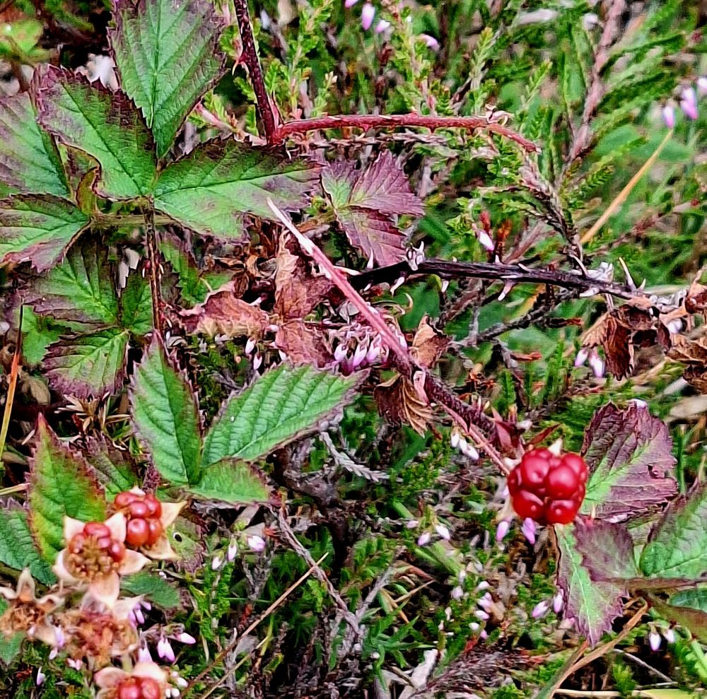 Bright red berries