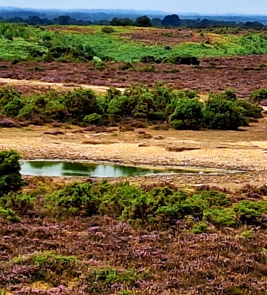 This is a popular watering hole for the ponies but none to be seen. Very little water here
