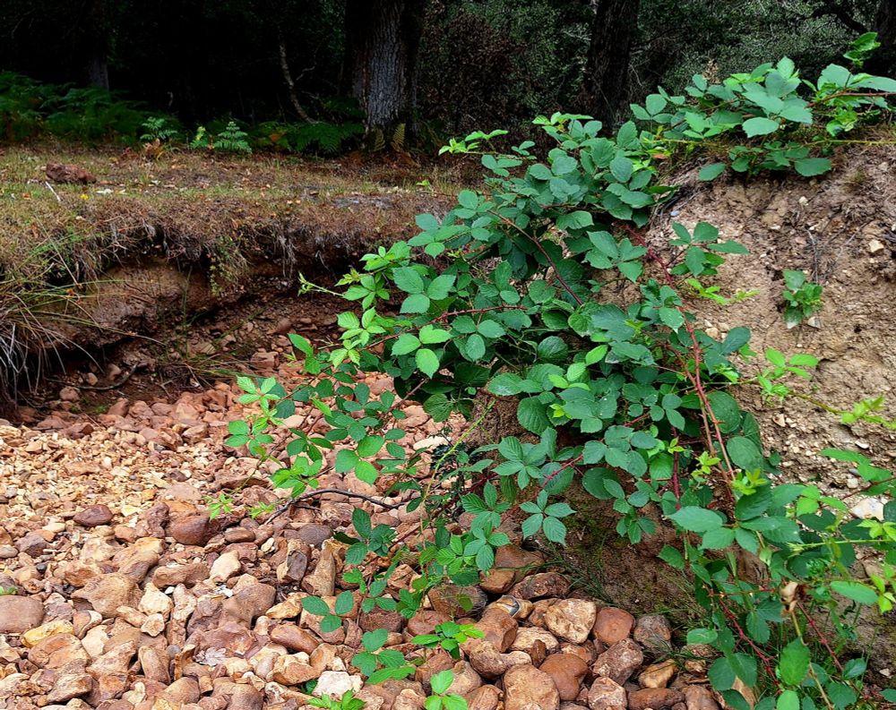 This stream is very dry yet this plant is thriving. Has managed to find some moisture.