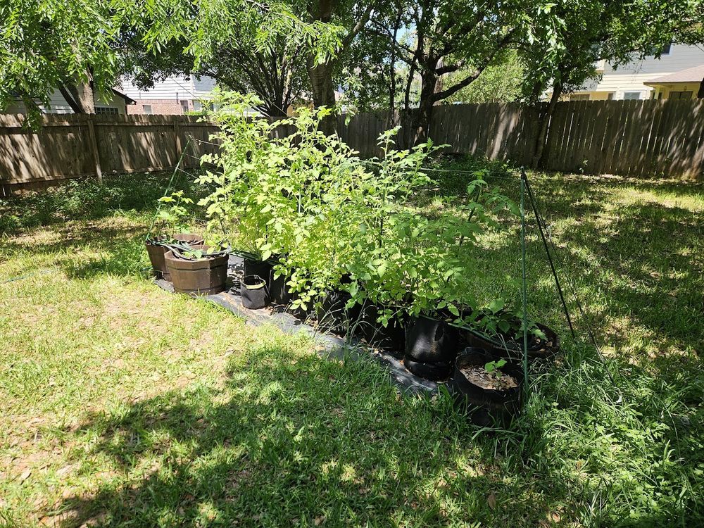 several tomato plants