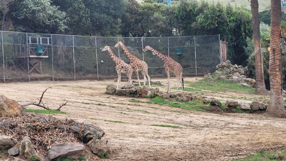 three giraffes standing in the middle of their enclosure