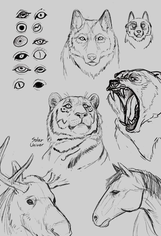 Sketch of animals 