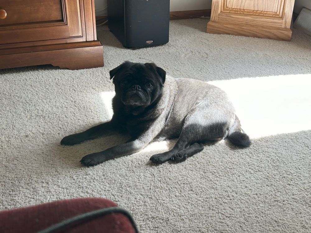 Black and silver pug lying in a sun patch.