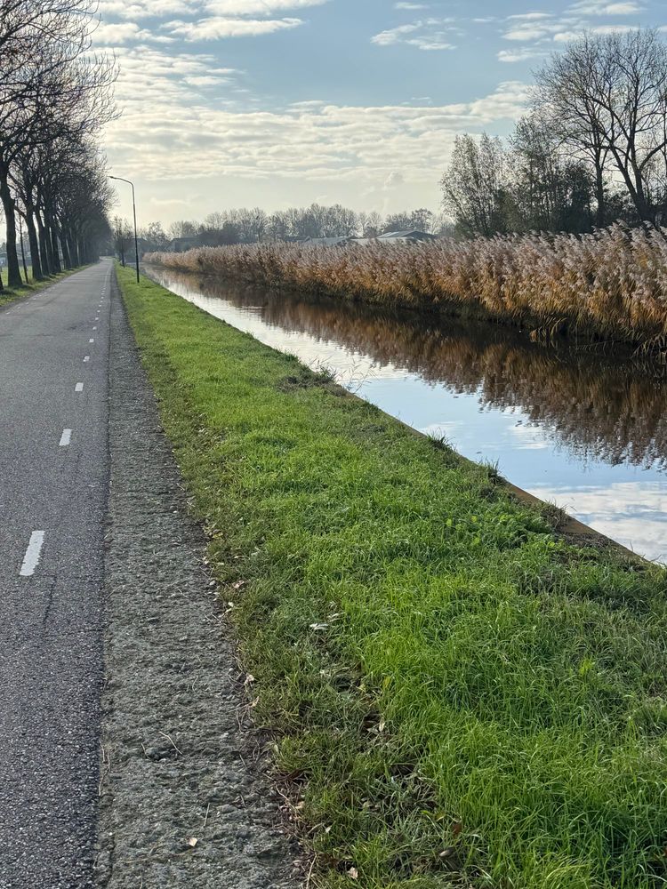 Weg, sloot en riet. Het riet weerspiegelt in het water van de sloot.