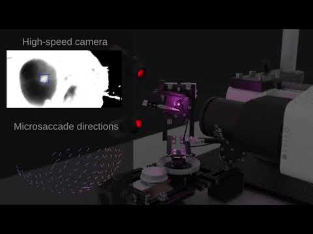 Photoreceptor Microsaccades across the Fly Eyes (GHS-DPP)