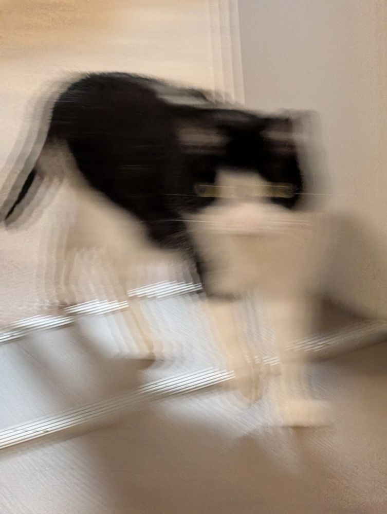 tuxedo cat being normal