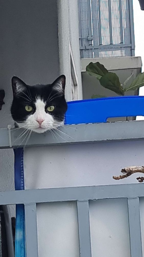 tuxedo cat head being normal