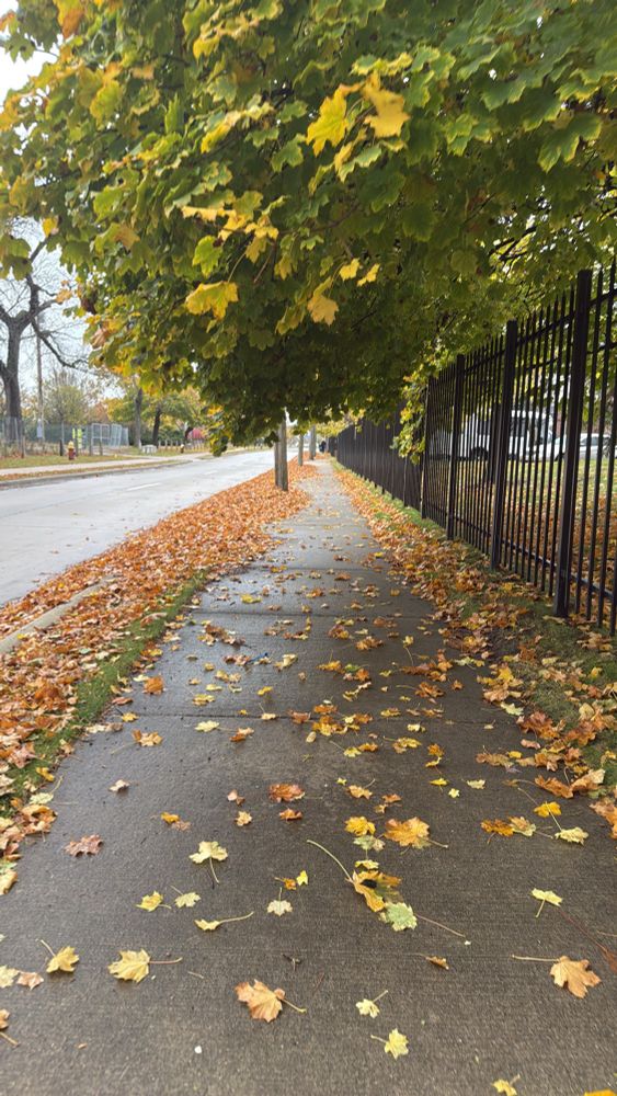 A sidewalk lined with autumn leaves, bordered by a row of trees with green and yellow leaves on the left and a black metal fence on the right. The ground is wet, suggesting recent rainfall.