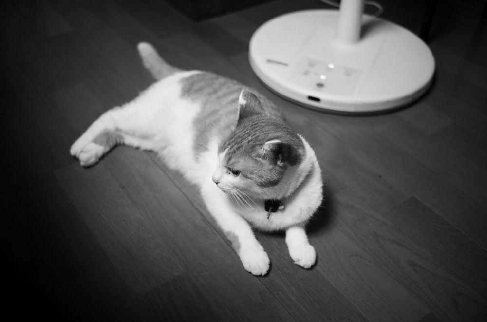 扇風機の前でやや不安げな猫