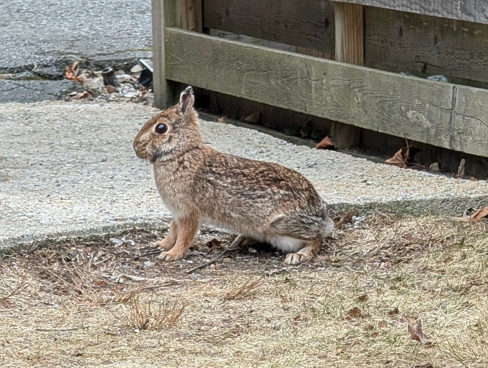 A bunny on the edge between the lawn, patio, and fence in a backyard.