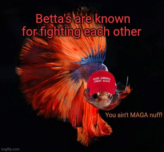 Betta's are known for fighting each other. 

You ain't MAGA nuff! - Betta 