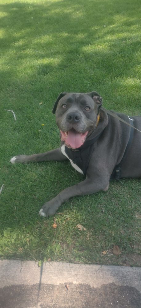 Happy boy chilling on the grass. 