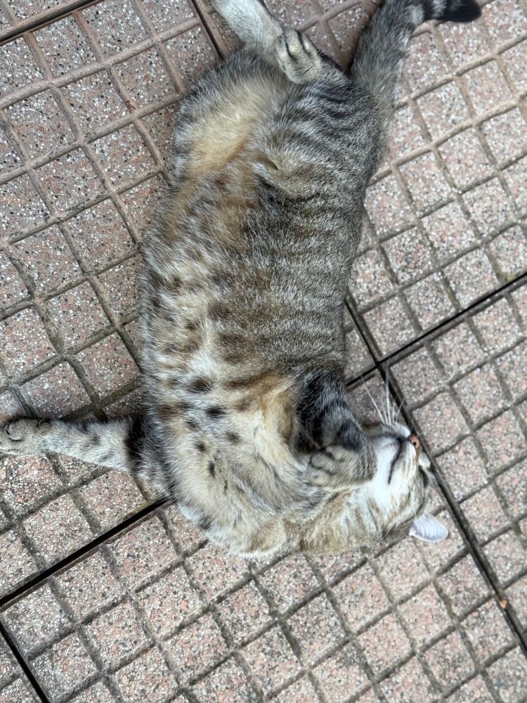 Gatto tigrato sdraiato a pancia sopra su piastrelle di un terrazzo, con la testa rivolta verso il basso.