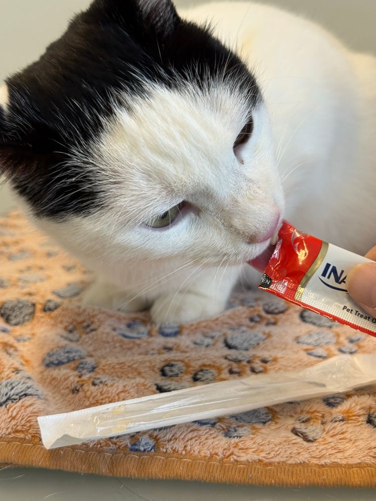 Un gatto bianco e nero su un tavolo da visita sopra ad una copertina mentre lecca uno snack.