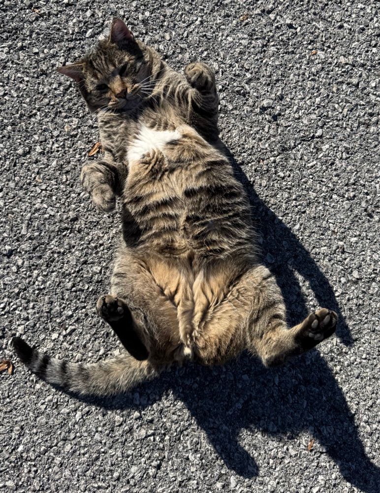 Un gatto tigrato, girato a pancia all’aria, solleva le zampe anteriori e posteriori come se stesse facendo ginnastica.