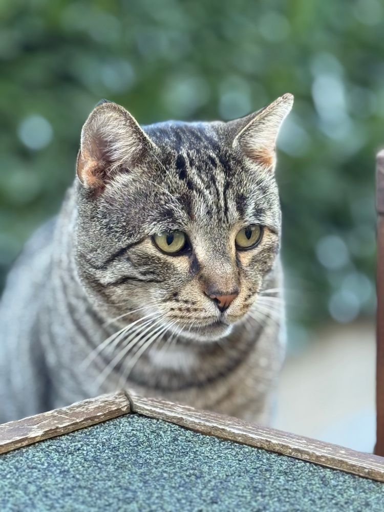Un gatto tigrato con gli occhi sbarrati ripreso di fronte.