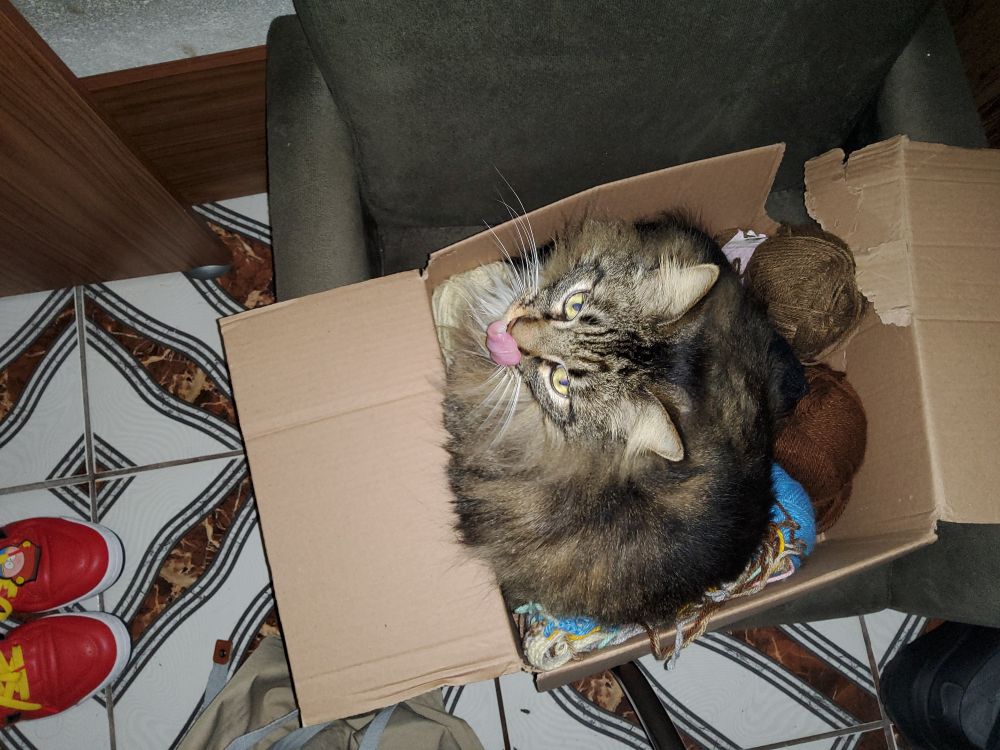 Loki bobão dormindo nos meus novelos