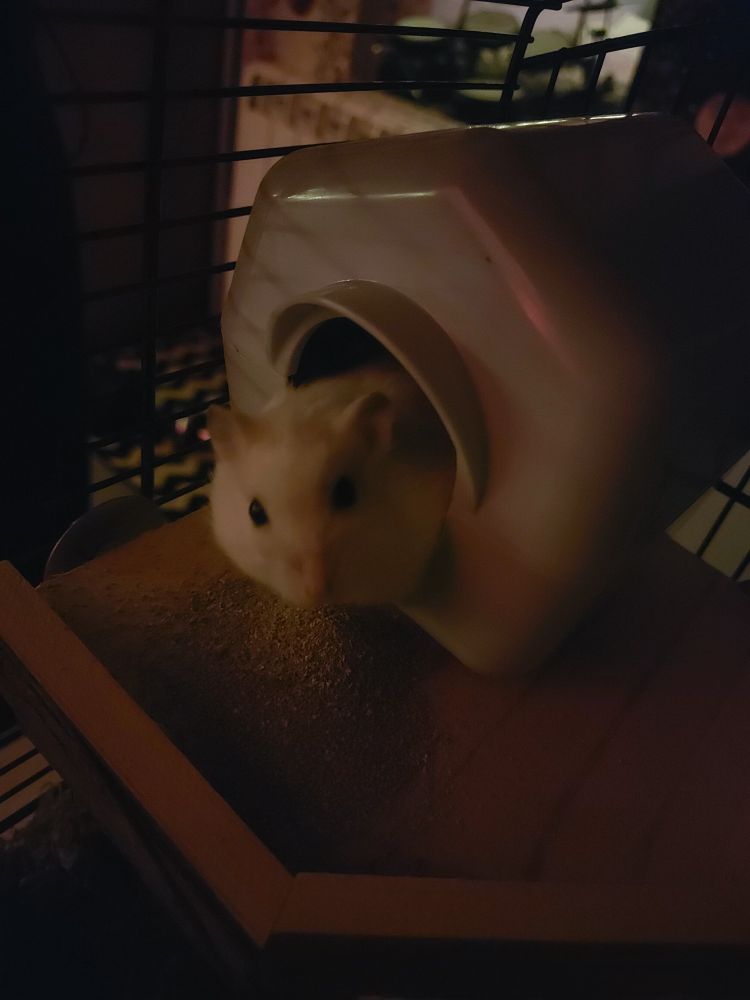 curious hamster peeking out of hut