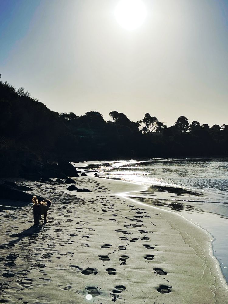 A sepia-toned photograph of a beach at high tide. The light glimmers on the water. There’s a black row of trees and hedges between water and sky. A dog walks away from the camera, its shadow long. Near the water are footprints from the day’s many walkers.