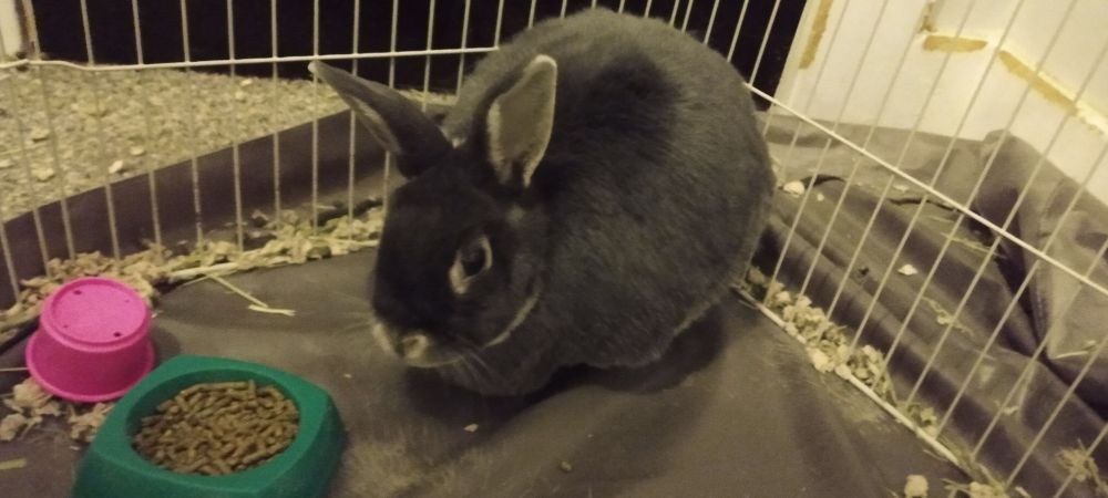 the star system's rabbit, blue, a dark silver coat, standing facing slightly toward the camera. to the left of the picture is a food bowl and pink plastic toy