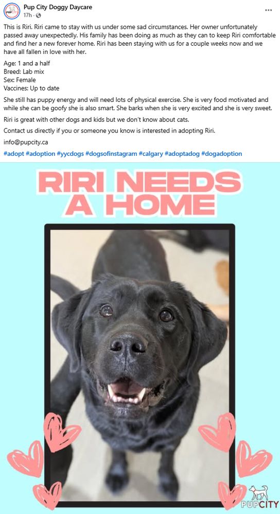 Screenshot of the FB post. It includes a pic of Riri, a black doggo. 

This is Riri. Riri came to stay with us under some sad circumstances. Her owner unfortunately passed away unexpectedly. His family has been doing as much as they can to keep Riri comfortable and find her a new forever home. Riri has been staying with us for a couple weeks now and we have all fallen in love with her. 
Age: 1 and a half
Breed: Lab mix
Sex: Female
Vaccines: Up to date
She still has puppy energy and will need lots of physical exercise. She is very food motivated and while she can be goofy she is also smart. She barks when she is very excited and she is very sweet.
Riri is great with other dogs and kids but we don’t know about cats.
Contact us directly if you or someone you know is interested in adopting Riri.
info@pupcity.ca