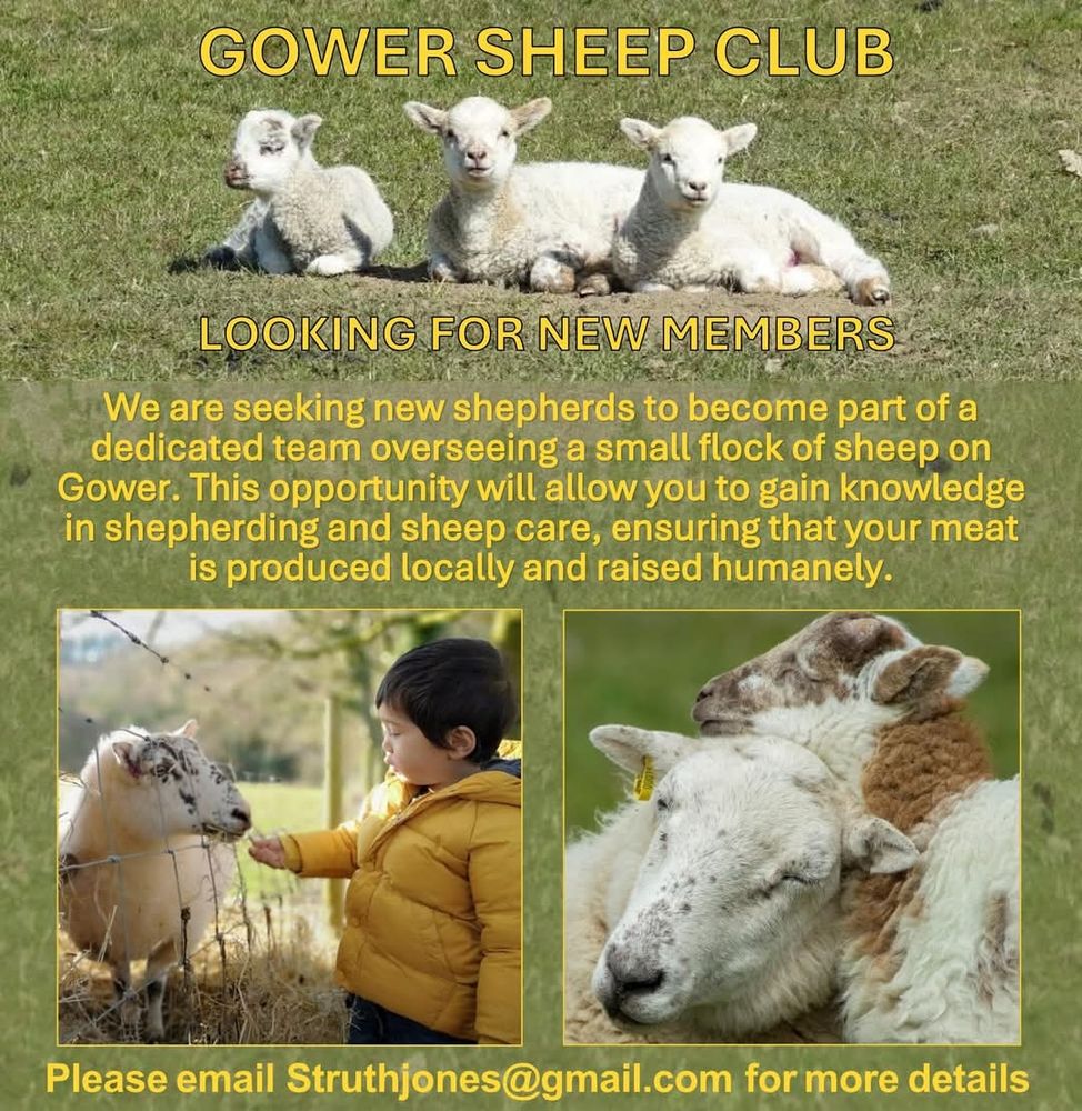 Poster for Gower Sheep Club looking for new members. Email  Struthjones@gmail.com for more details