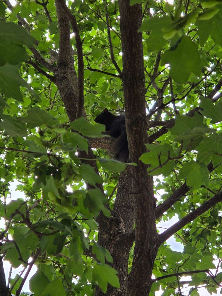 A black squirrel nestled into the branches of a maple tree