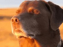 Dog at peace in a ray of sun 