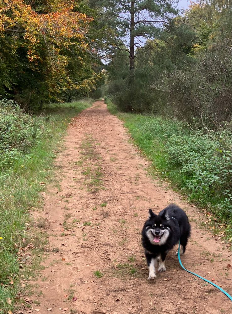 Anni running toward the camera with her tongue out, along a sandy track through autumn woodland.