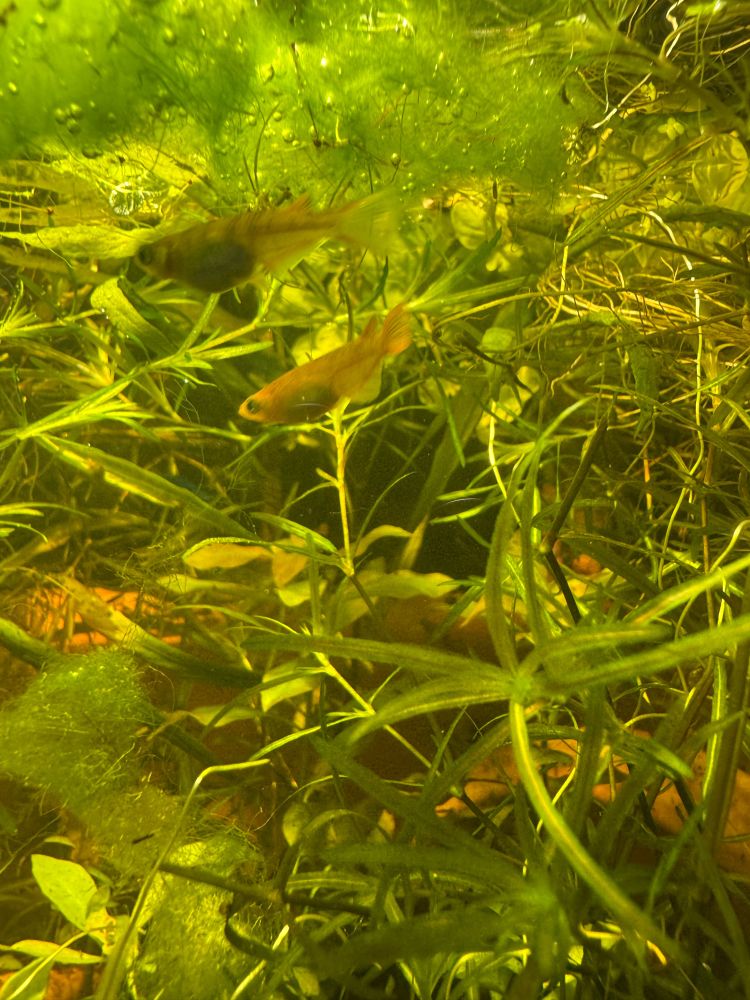 A closeup of two small, orange medaka rice fish amidst lush aquarium vegetation. They’re a little blurry, captured in motion in low, dappled light.