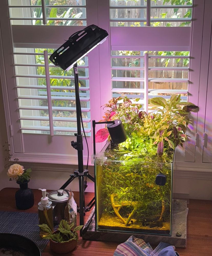 A cube-shaped six gallon aquarium with two lights: a nice-looking small spotlight clipped to its side, and a large, unwieldy-looking ordinary grow light placed beside it. It’s on a table backed up against a window. If you look really, really closely, a small aka tora medaka fish and Blue Dream neocaridina shrimp are just barely visible.