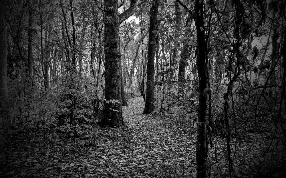 Black and white photo of woods