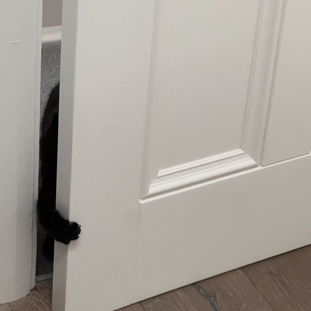 Image shows a small black cats paw reaching through a crack in a white door. 