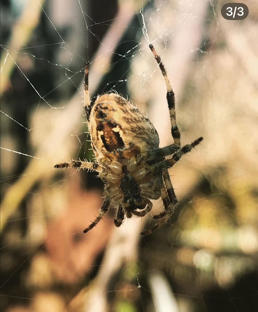 Orb weave spider 