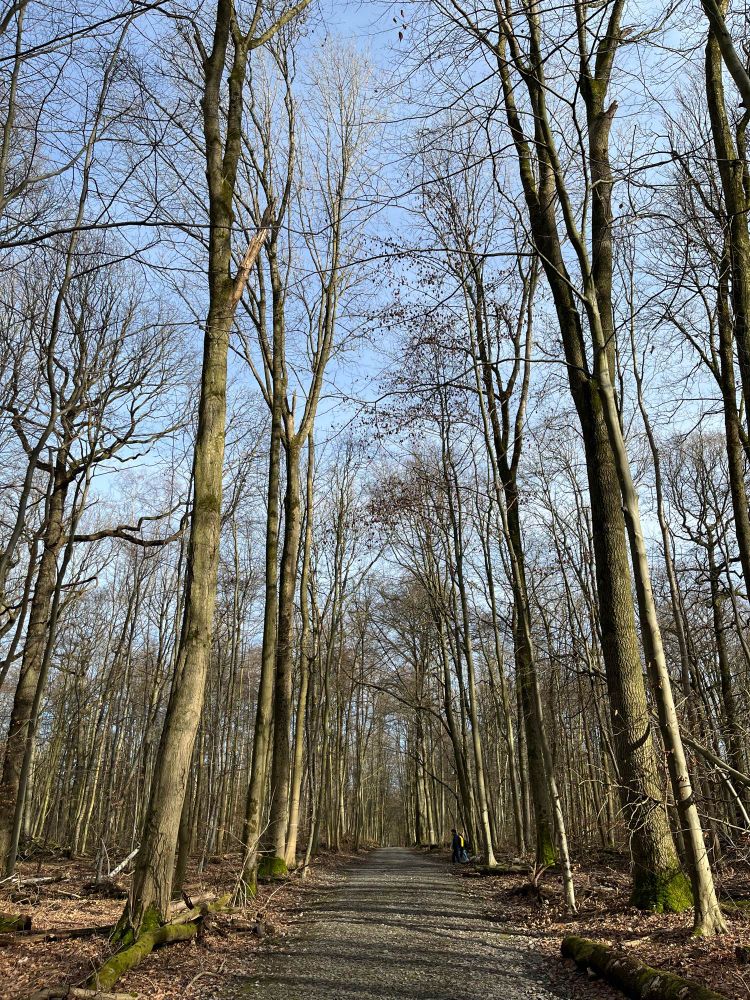 Camino y árboles altos, sin hojas.