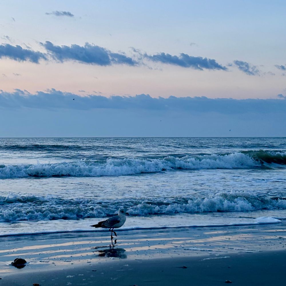 Seagull standing on wet beach sand at dawn with rolling waves and blue-tinted clouds on the horizon.