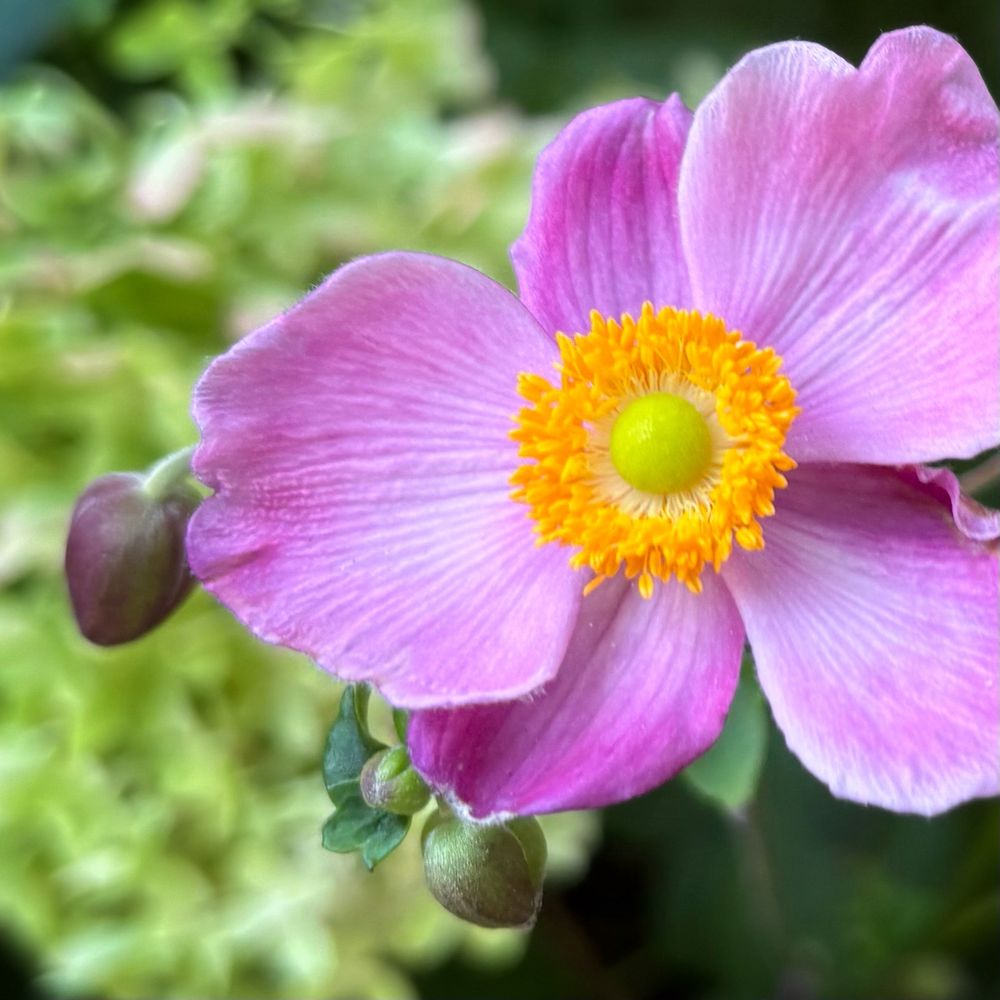 Close-up macro photograph of a pink Japanese Anemone flower with vibrant orange-yellow center stamens and green pistil, shot against a soft blurred green garden background.