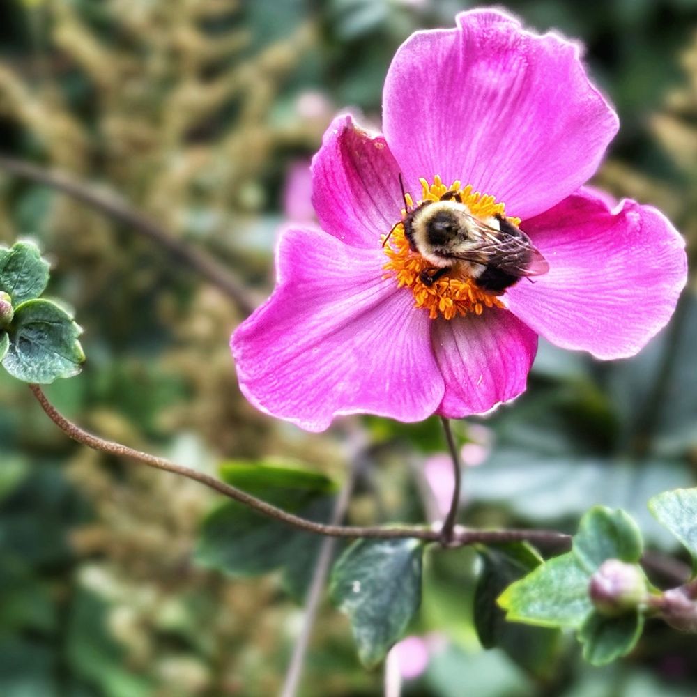 A vibrant pink Japanese Anemone flower with five delicate petals in sharp focus against a soft, blurred garden background. A fuzzy bumblebee rests on the bright yellow-orange center stamens, its dark body and translucent wings clearly visible. The flower’s thin stem extends downward through green foliage.