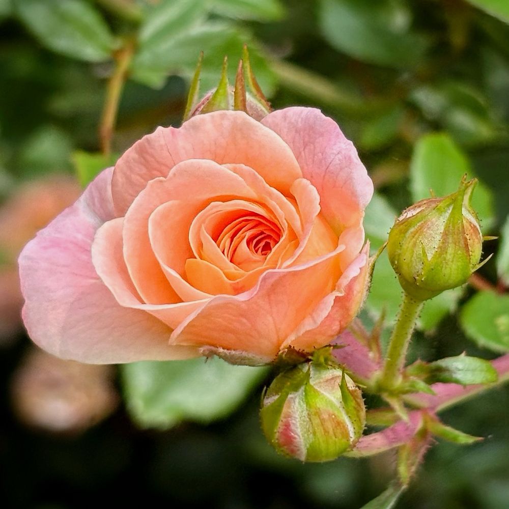 A delicate peach and pink rose in bloom with layered, ruffled petals transitioning from soft coral at the center to pale pink at the edges. Three green rose buds with reddish-brown sepals are visible nearby, surrounded by lush green foliage in soft focus.