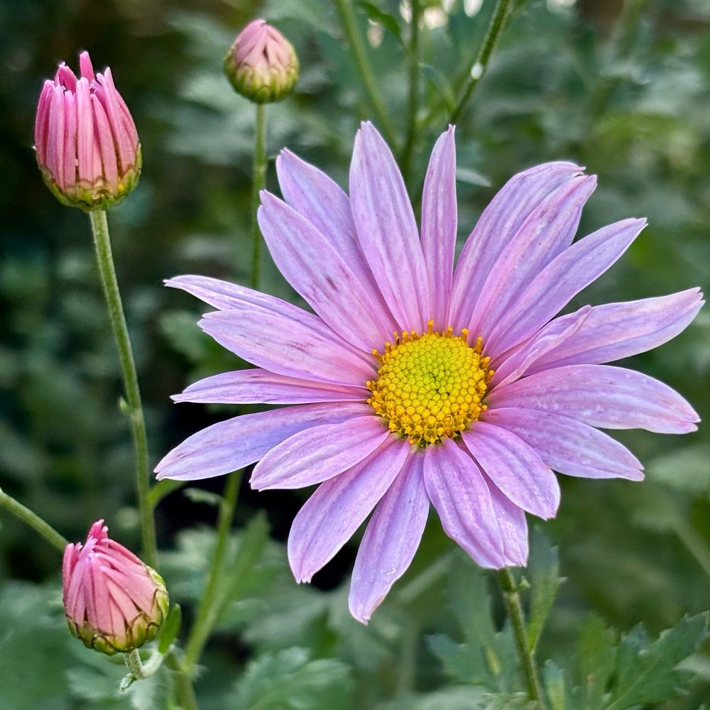Close-up photograph of a chrysanthemum in full bloom with delicate lavender-pink petals radiating from a bright yellow center. Three unopened buds in varying shades of pink are visible on green stems in the background, set against soft-focused garden foliage.