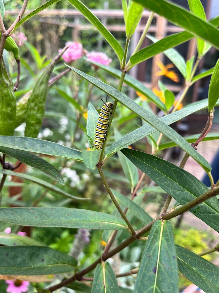 A caterpillar with white, yellow, and black stripes crawls up the stem of a milkweed. 