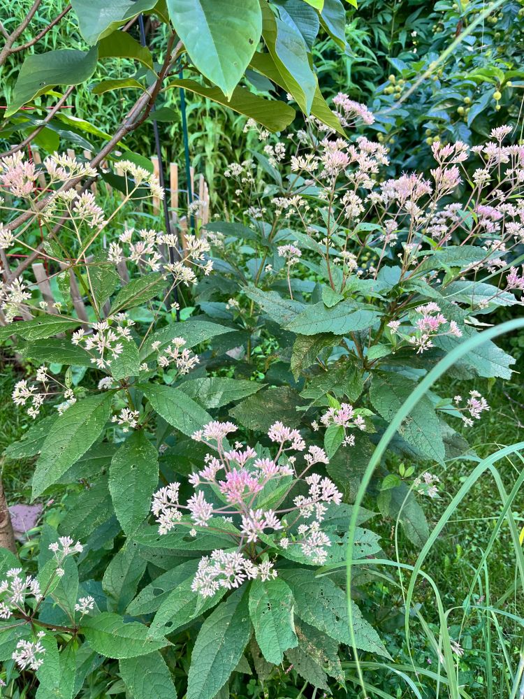 Tiny pink and white blooms on a joe pye weed, standing like tiny umbrellas over a four foot tall plant. 