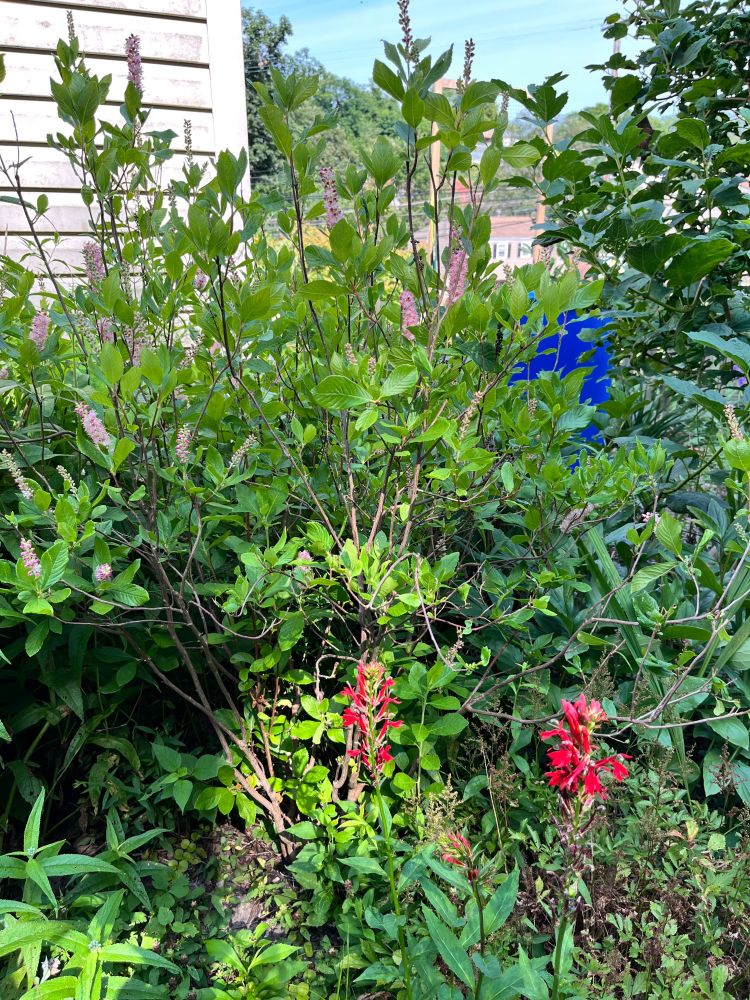 Red cardinal flowers bloom in front of a pepper bush