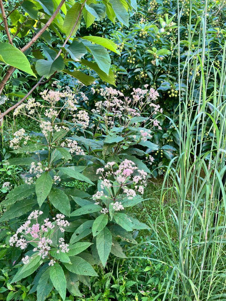 A joe pye weed in bloom, with pinkish white flowers, stands between a pawpaw tree and a tall bluestem grass. 