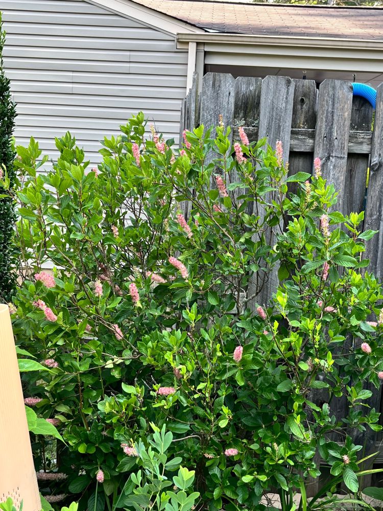 The pink and white spires of a pepper bush bloom in front of a privacy fence, about six feet tall. A house is in the background. 