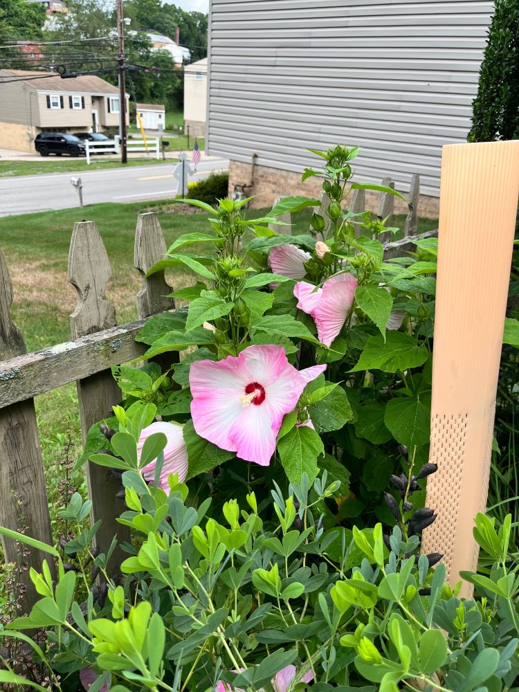 A hibiscus flowers in front of a fence. The hibiscus has white plate sized blooms fringed by pink. A baptisia grows in front.
