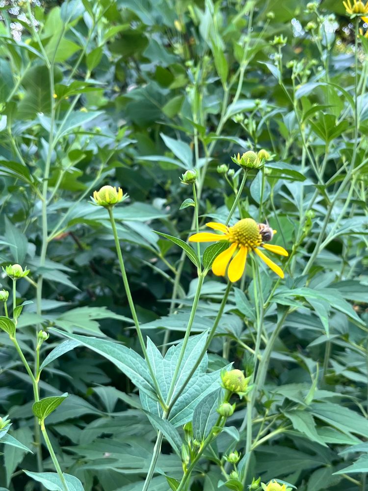 A bee sits on the yellow bloom of a green-eyed rudbeckia. 