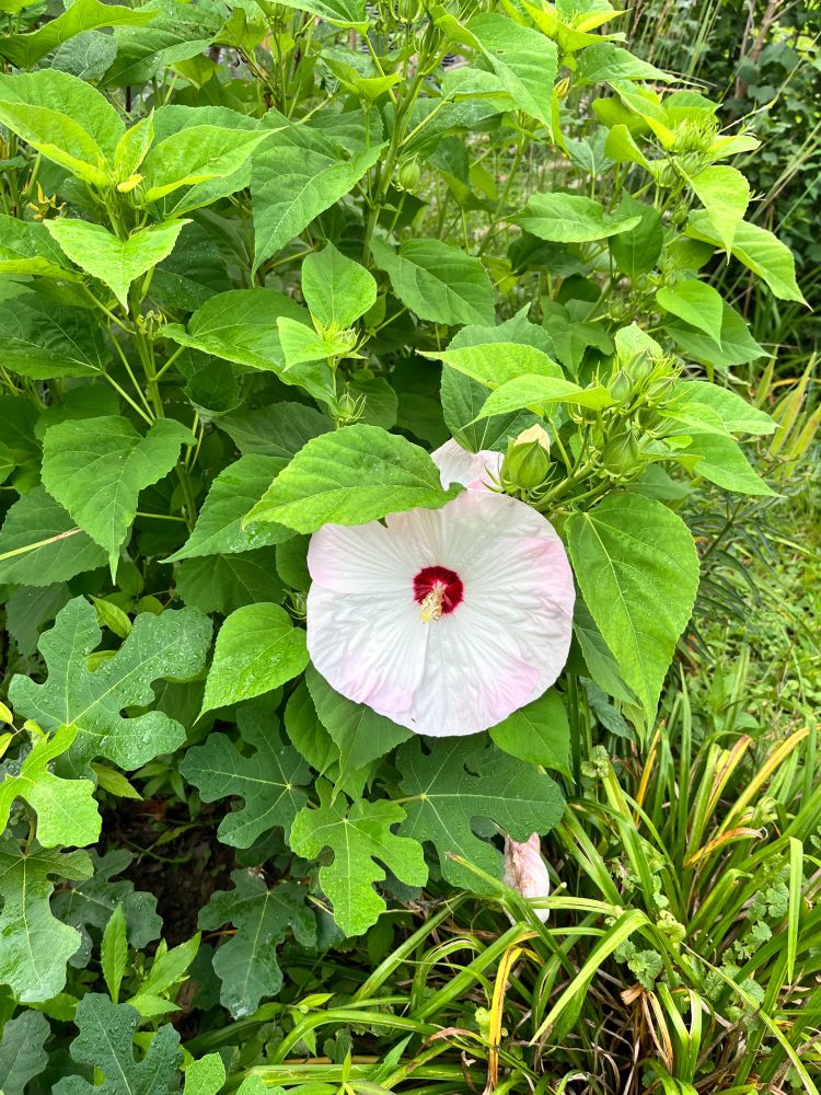 A white plate-sized hibiscus bloom with a dark red center alone in a hibiscus plant. 