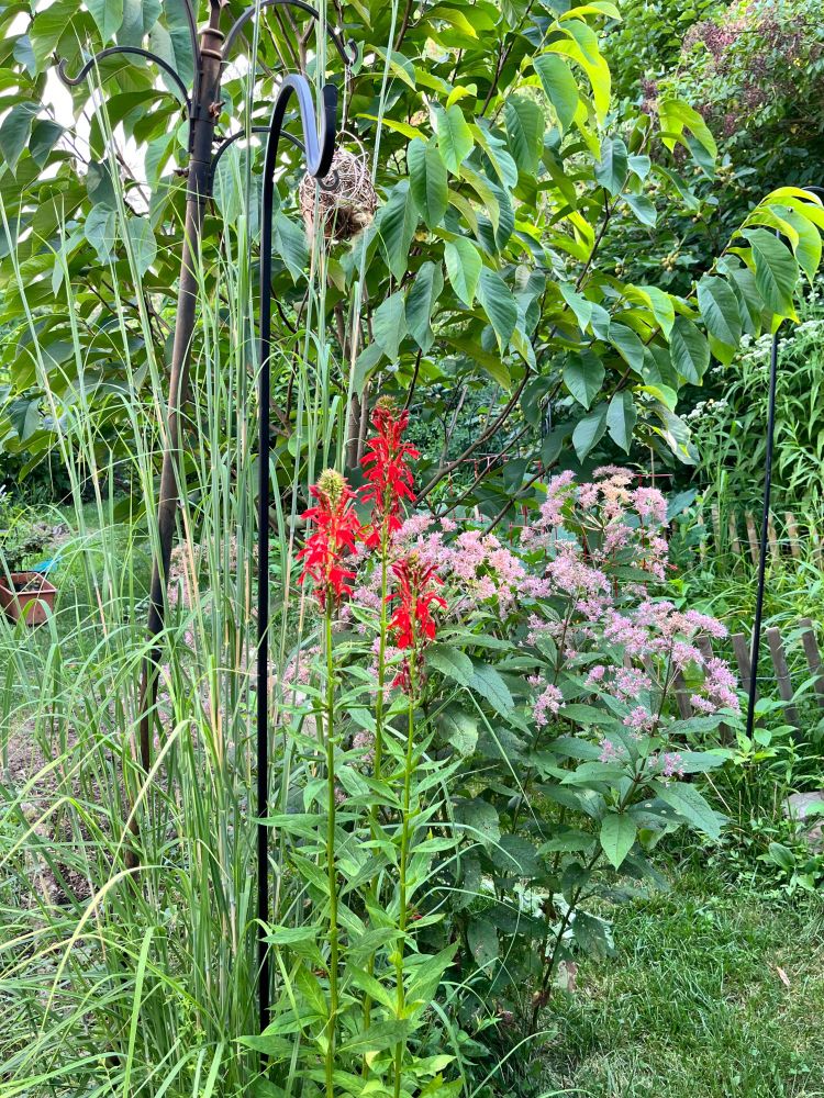 Bright red spires of cardinal flower stand between a tall bluestem grass and the pink, fluffy flowers of a joe pye weed. A paw paw tree stands nearby, in a yard. 