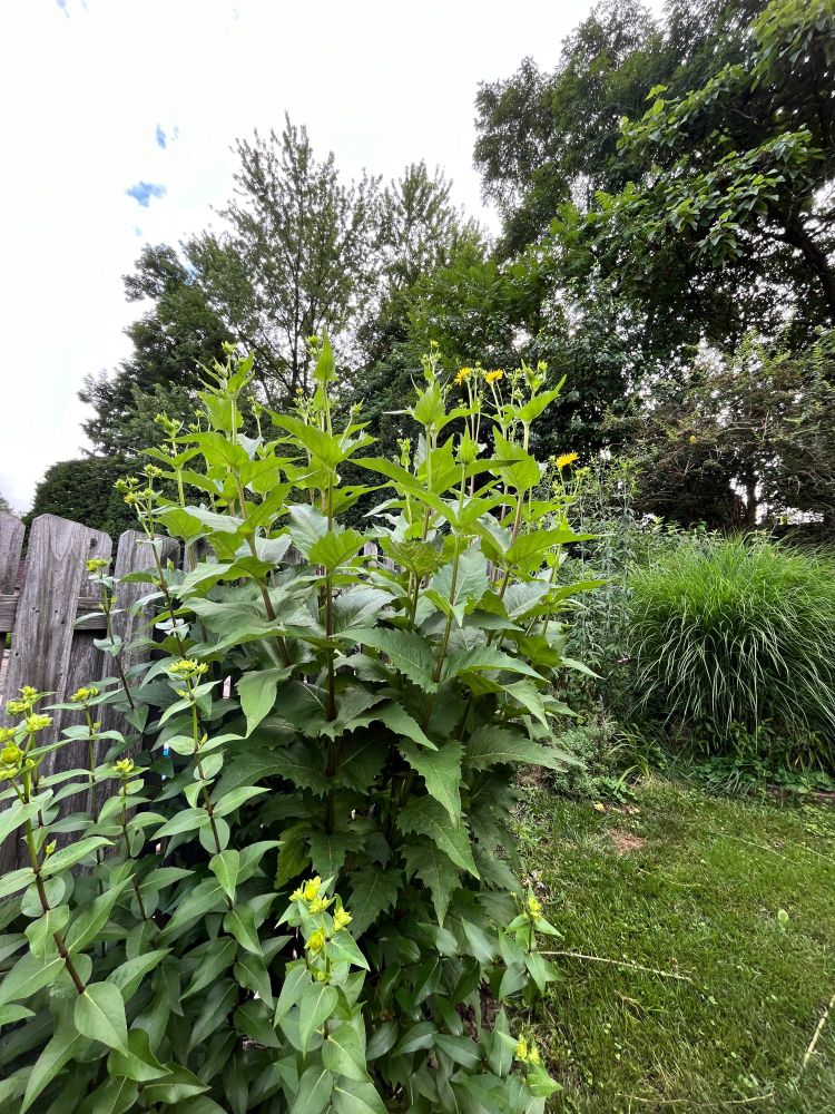 Two Silphium grow in front of a fence. The cup plant has yellow aster like blooms at the top. The whorled rosinweed is not yet in bloom. 